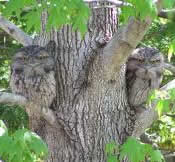 Tawny Frogmouth